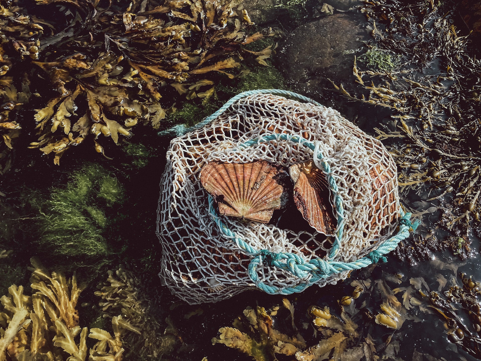 Fera Guide to Diving for Scallops