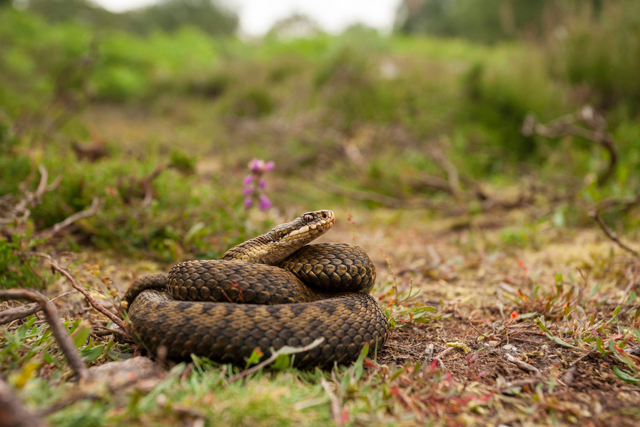 European Viper, an Adder, coiled on heathland