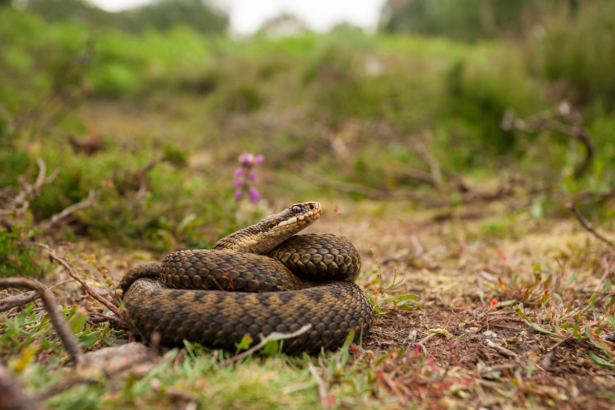 How to Survive an Adder Bite Fera