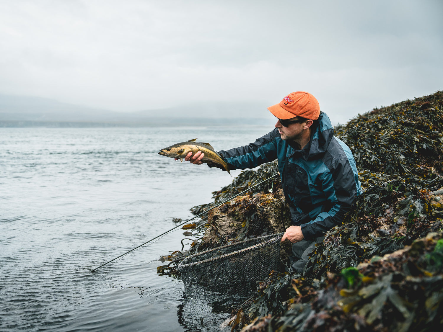 Fly fishing for pollock in Scotland